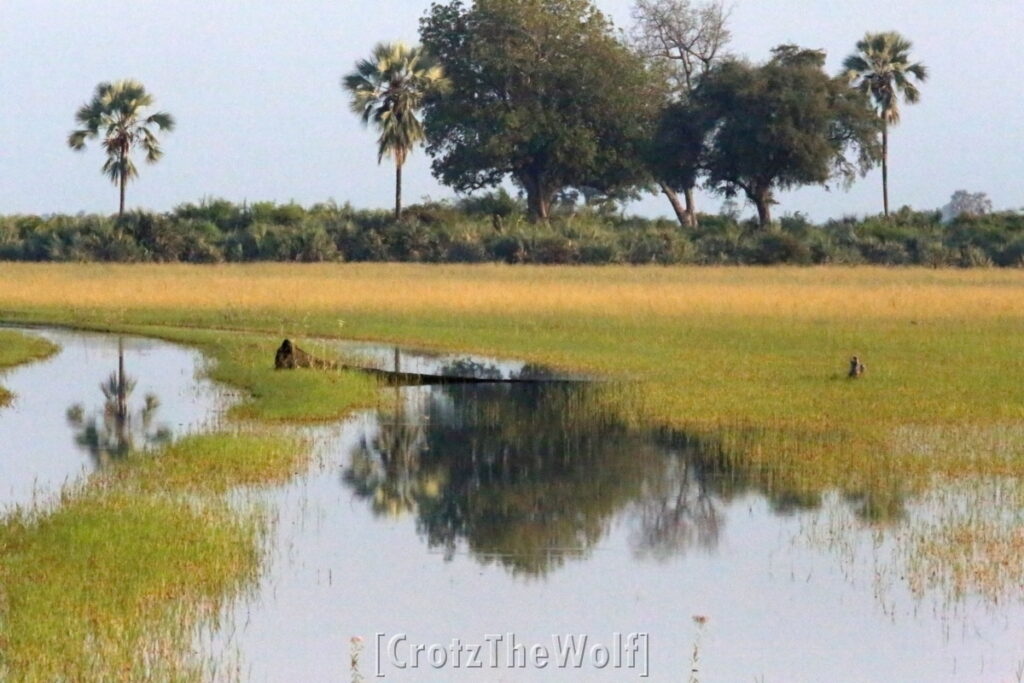 okavango landscape