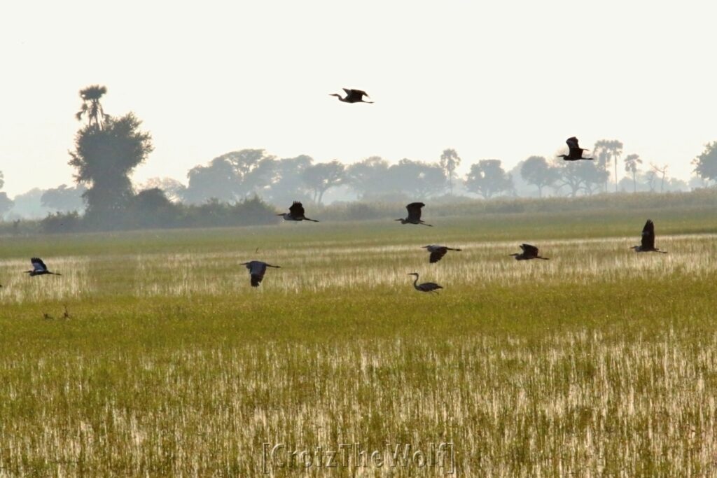 okavango landscape