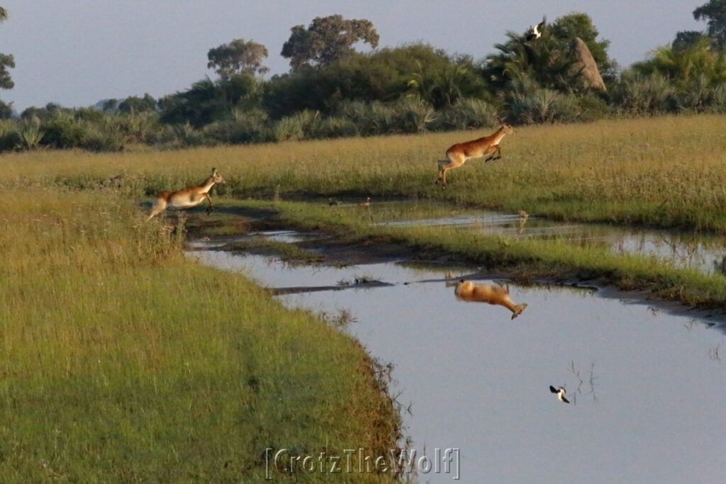 okavango hop