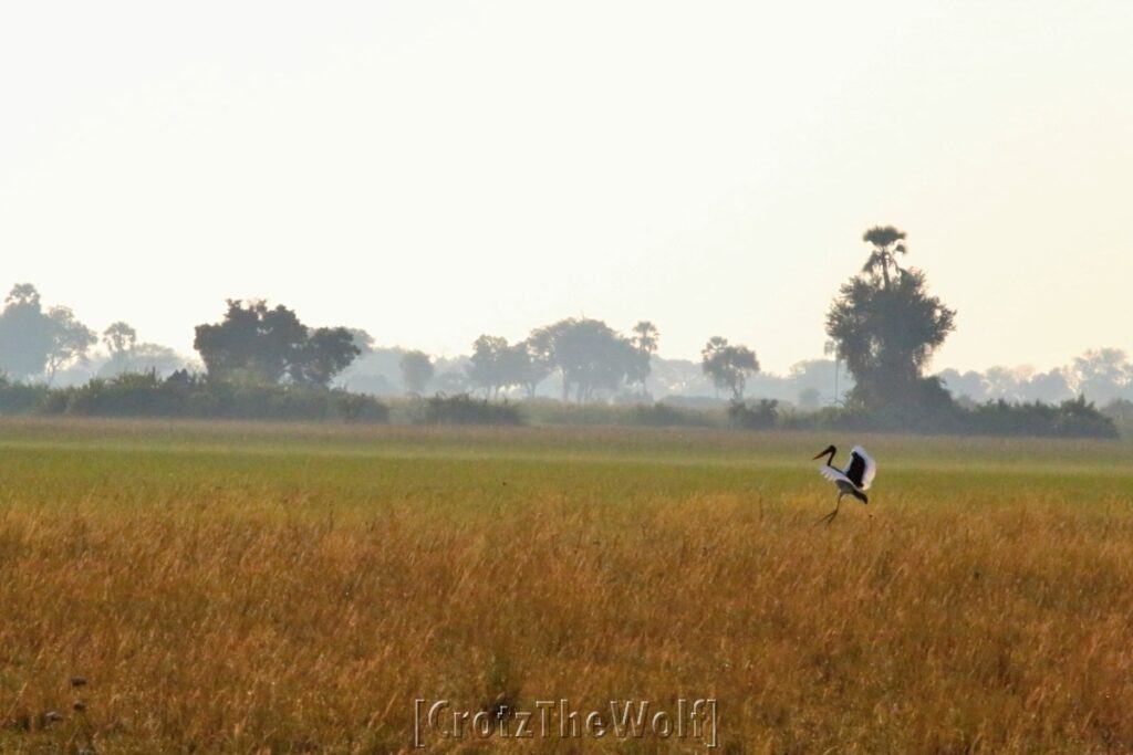 okavango landscape