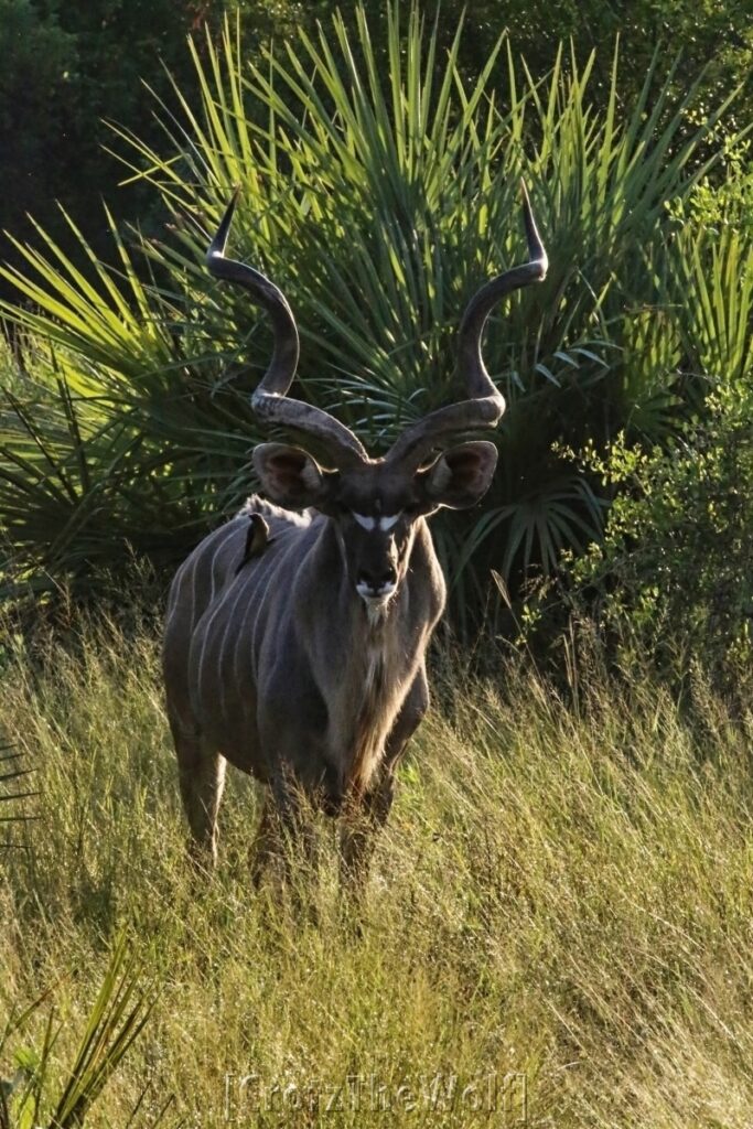 kudu