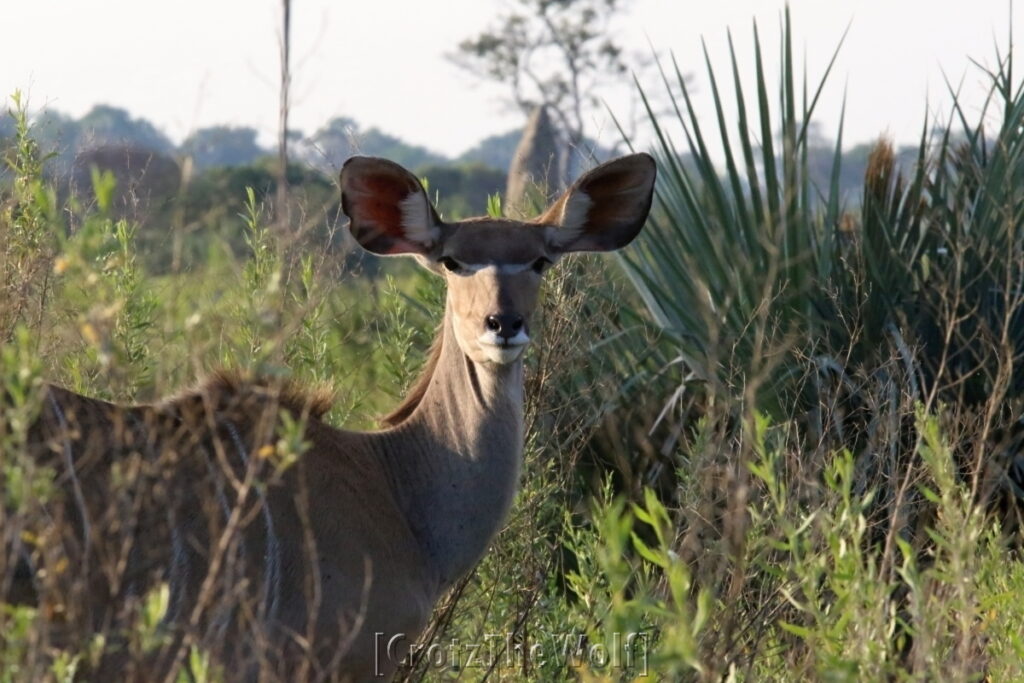 kudu