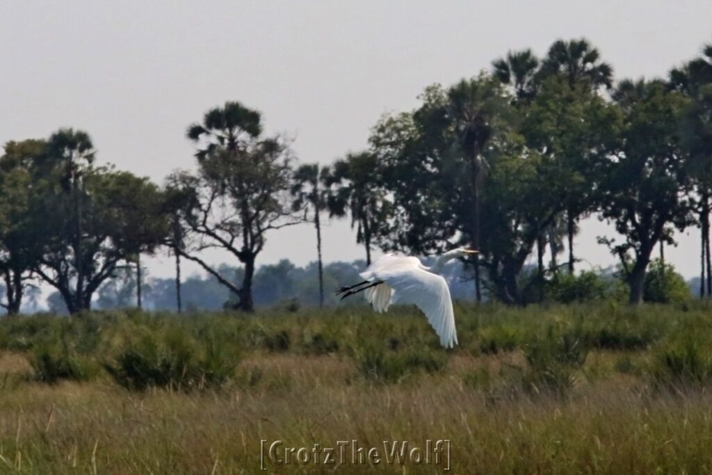 okavango landscape