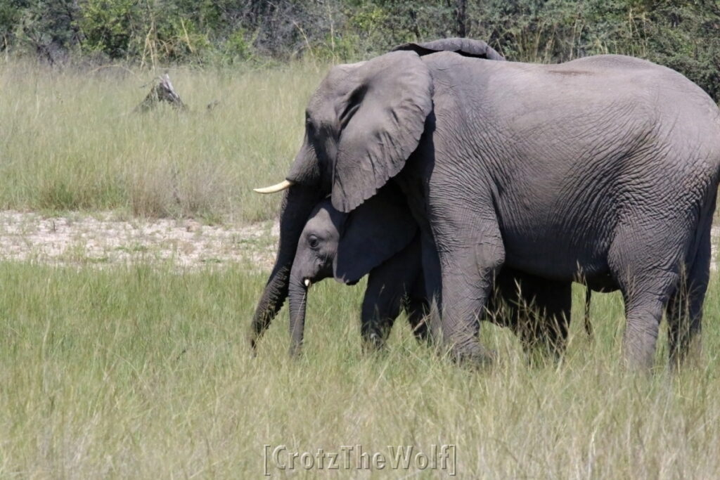 elephants