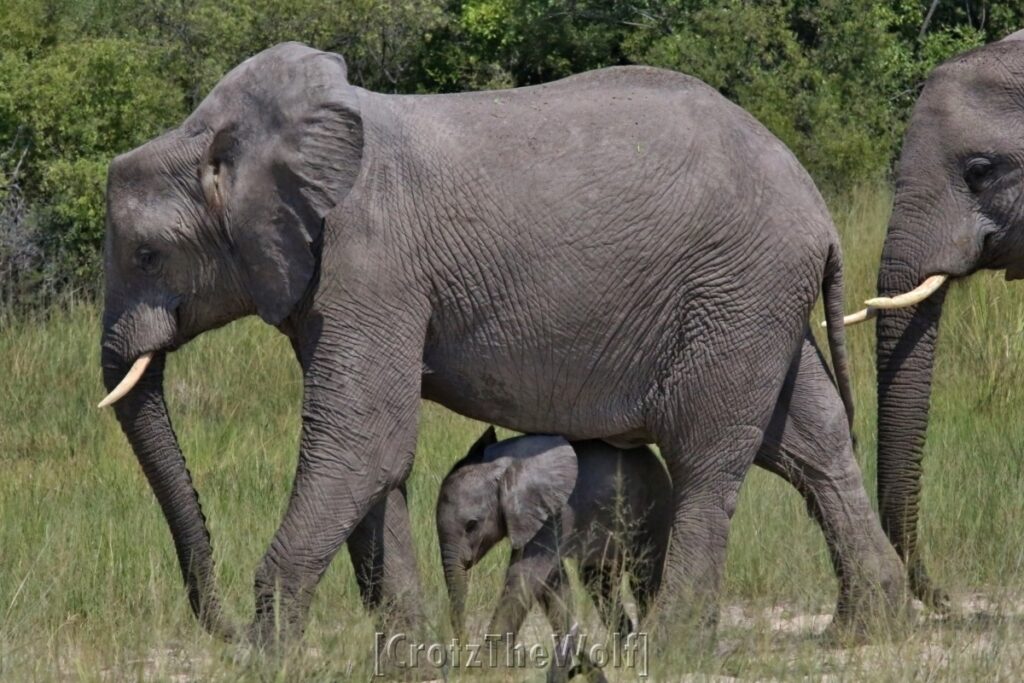 elephants