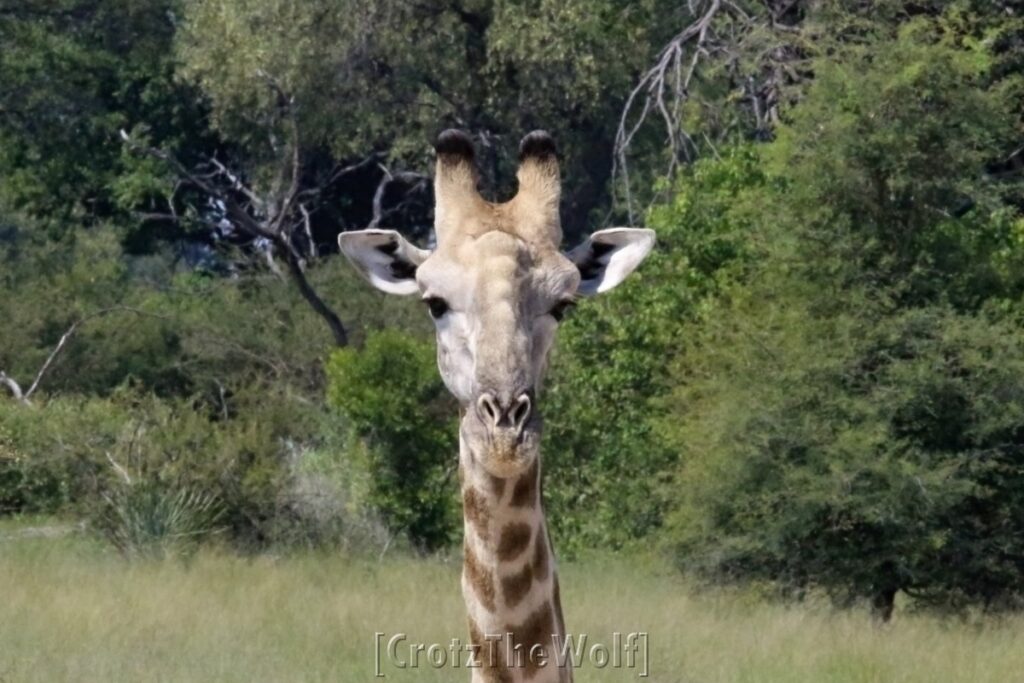 giraffe