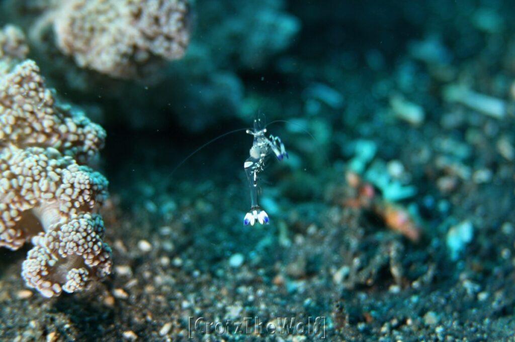 shrimp magnificent anemone