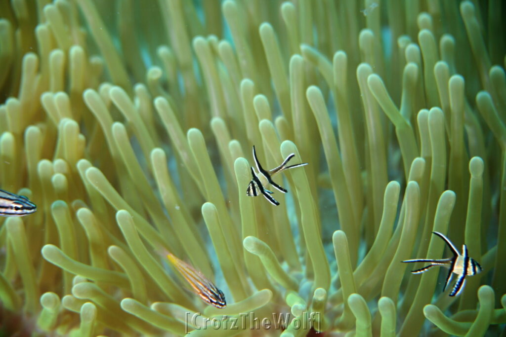 banggai cardinalfish