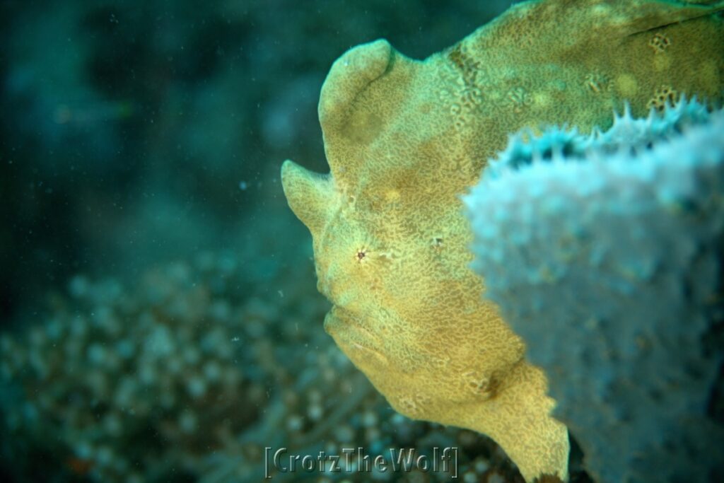 giant frogfish