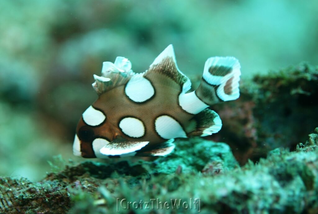 many spotted sweetlips juvenile