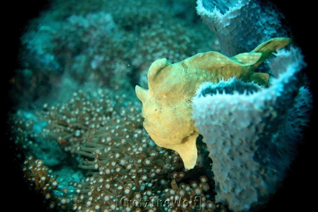 giant frogfish