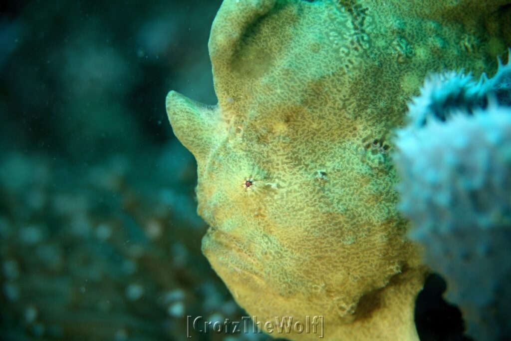 giant frogfish