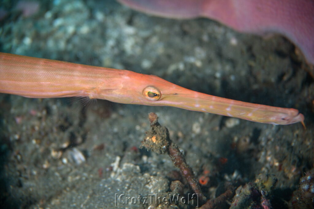 cornetfish