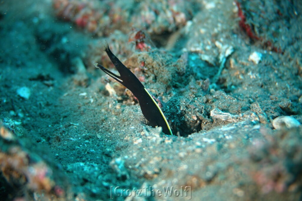 ribbon eel juvenile