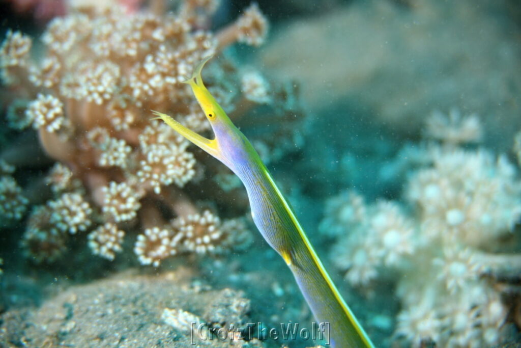 ribbon eel juvenile