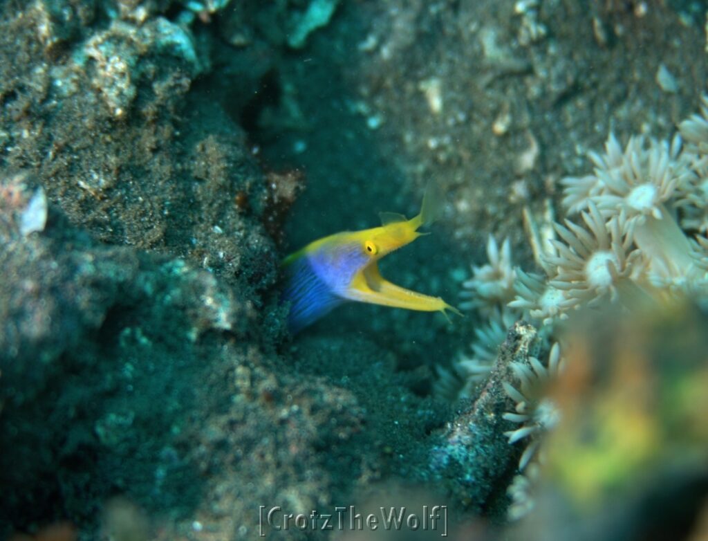 ribbon eel juvenile