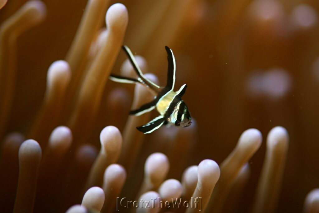 banggai cardinalfish