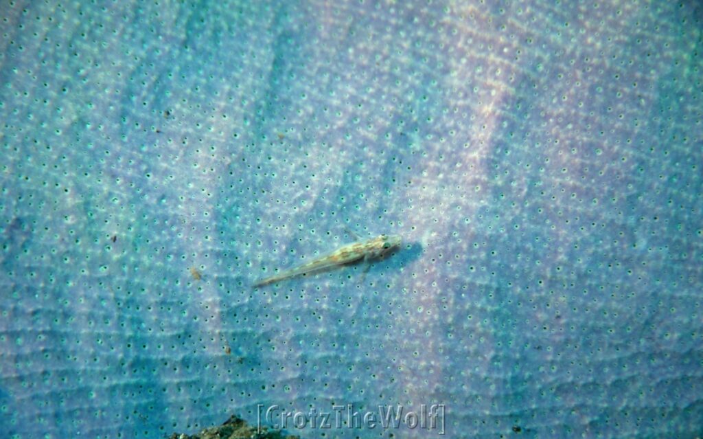 goby