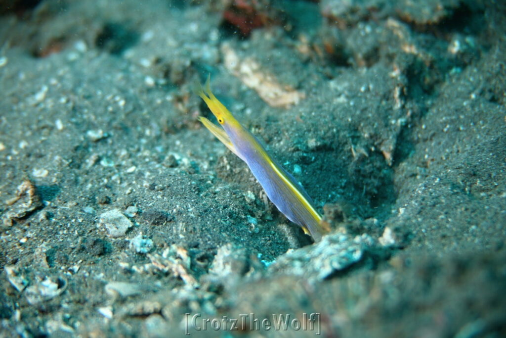 ribbon eel juvenile