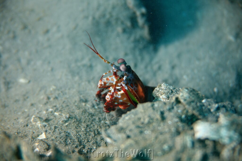 mantis shrimp