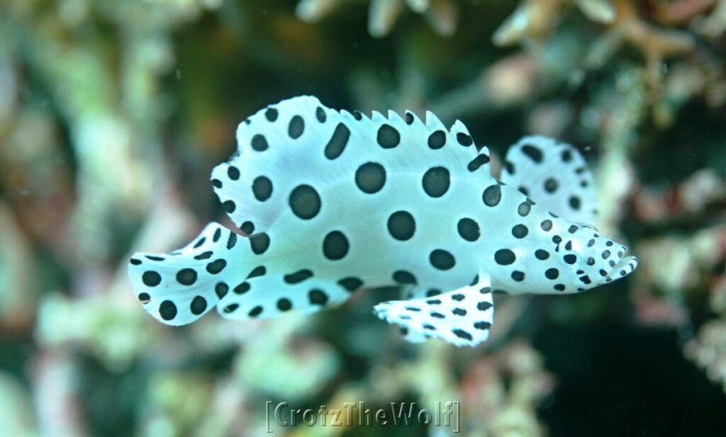 barramundi juvenile