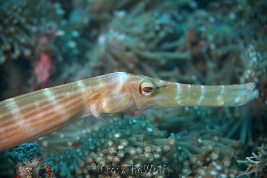 trumpetfish