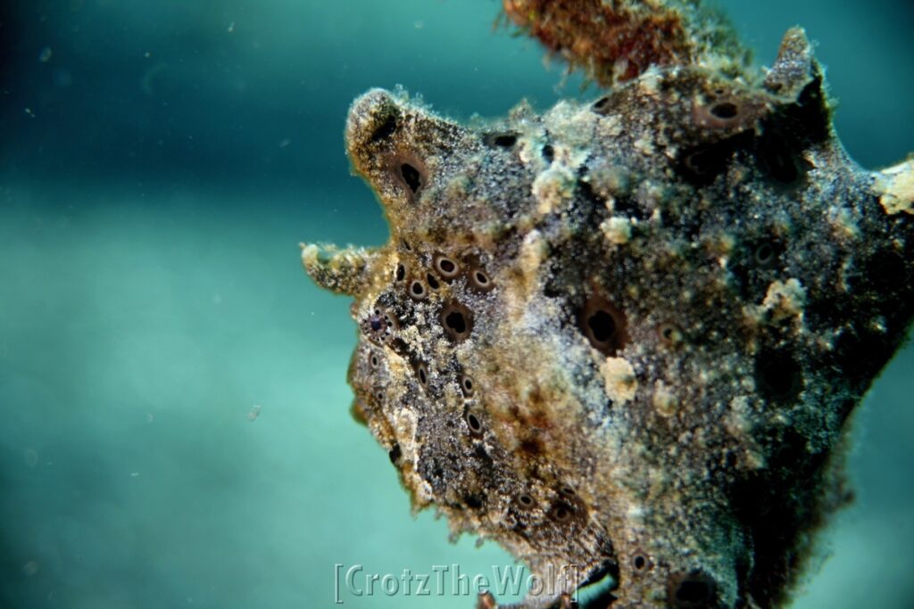 frogfish