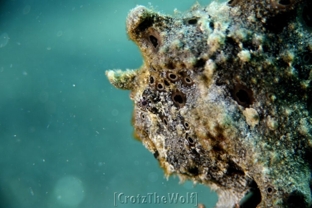 frogfish