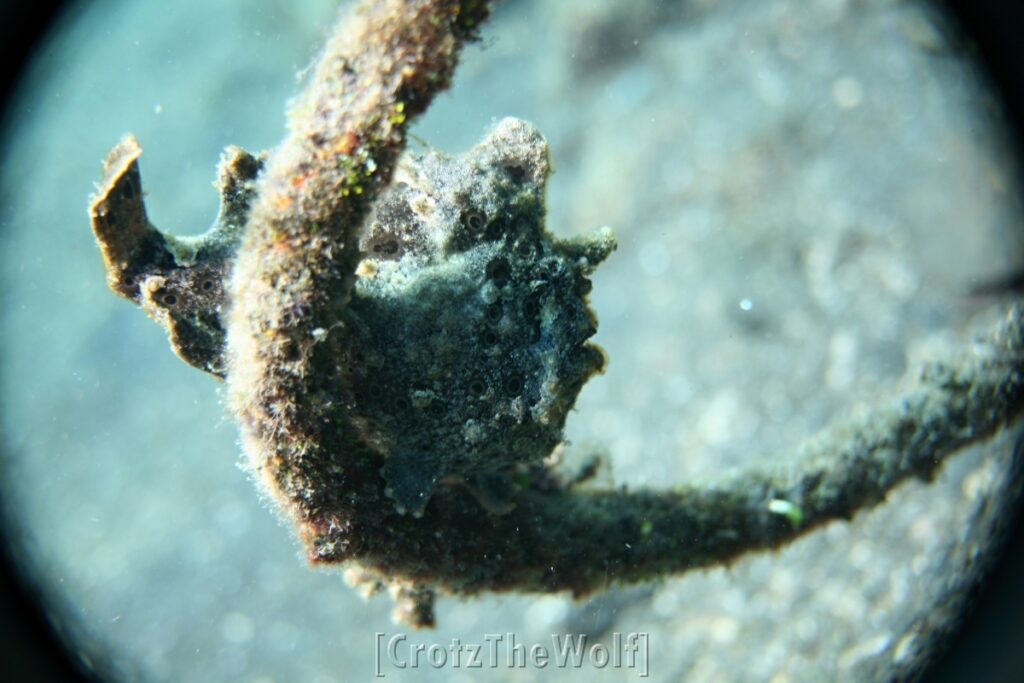 frogfish