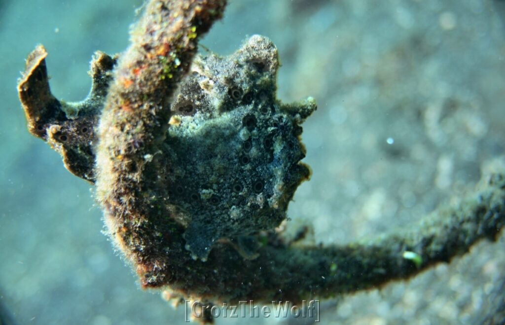 frogfish