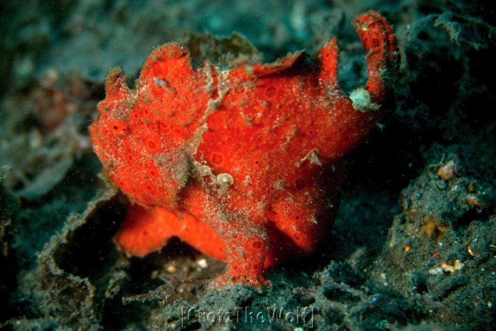 frogfish