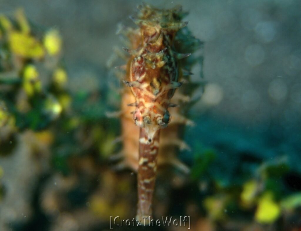 seahorse