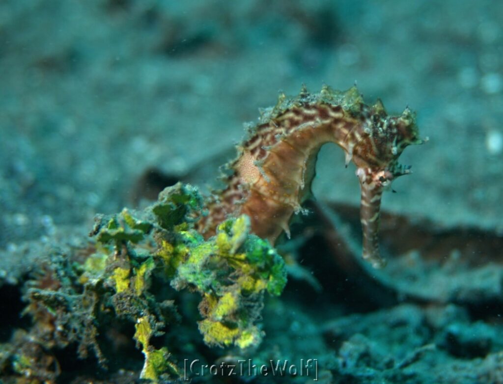 seahorse