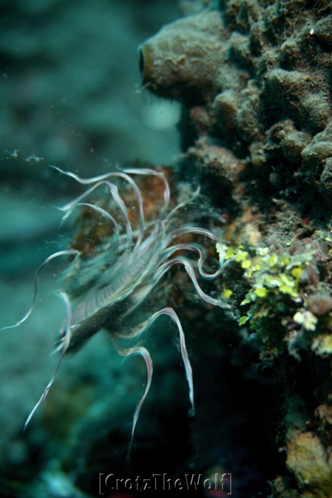 lionfish