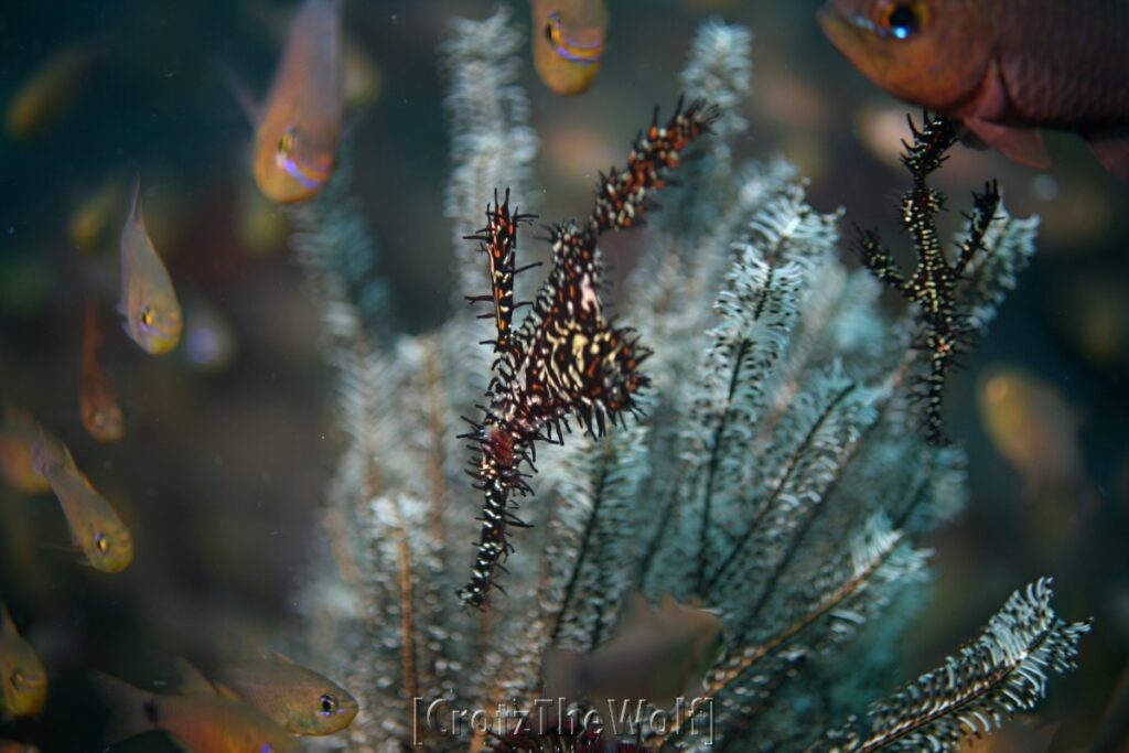 ornate ghost pipefish