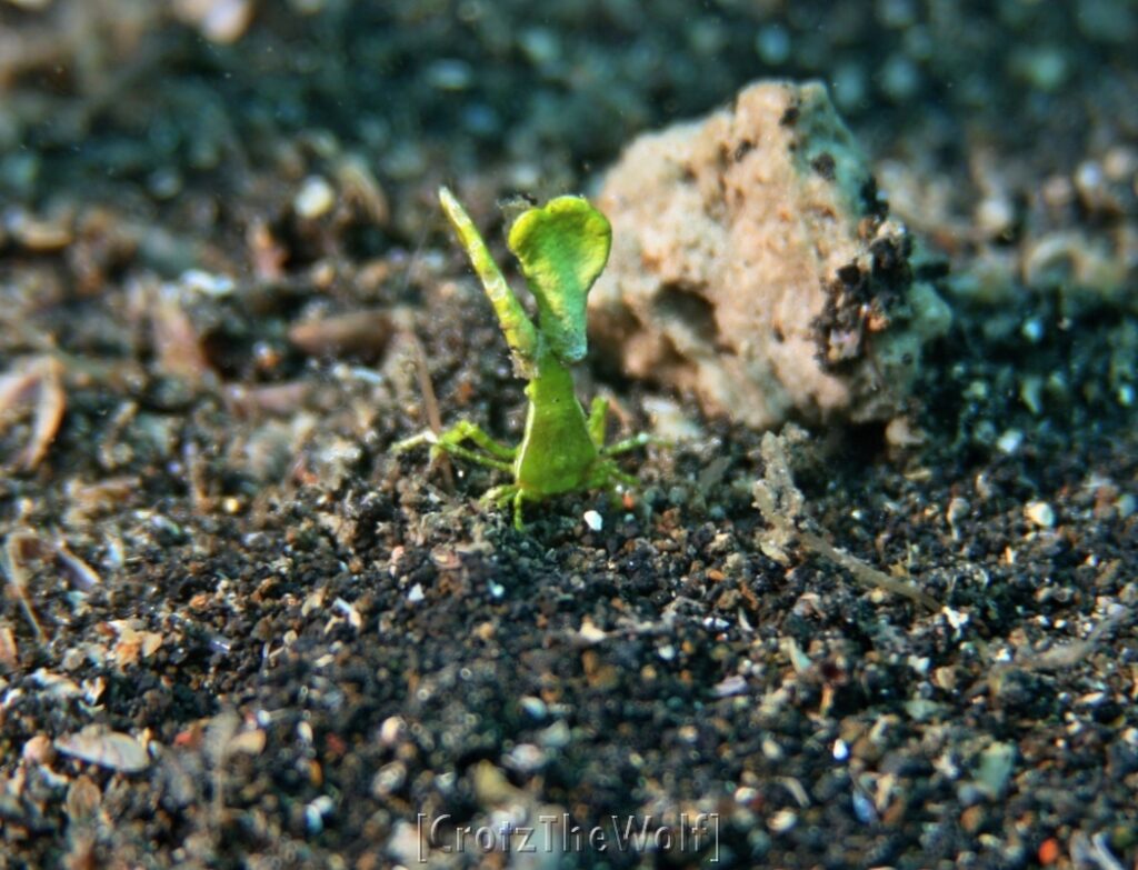 shrimp halimeda