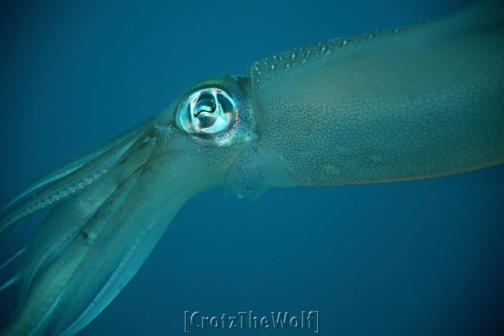 squid