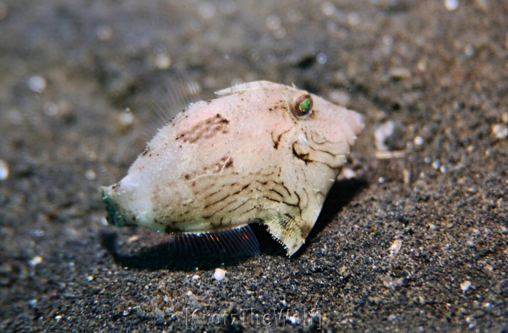 Filefish Unicorn