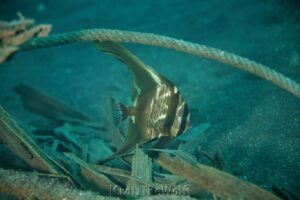 spadefish longfin