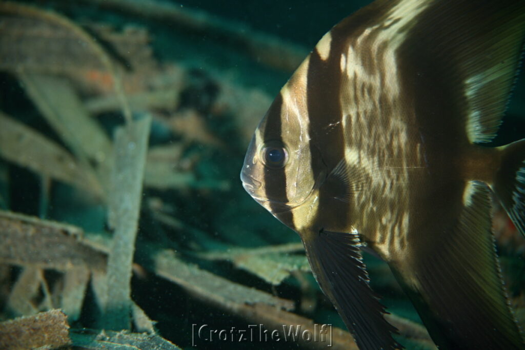 spadefish longfin