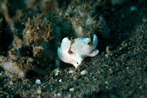 frogfish