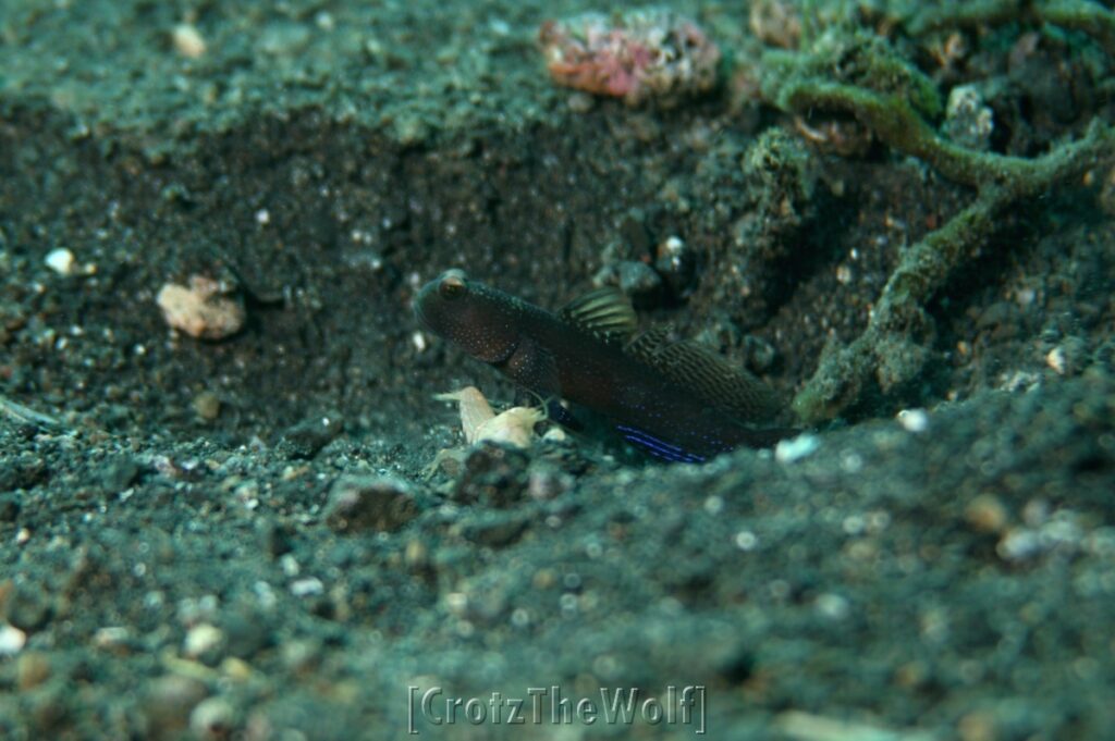 coralgoby ceram