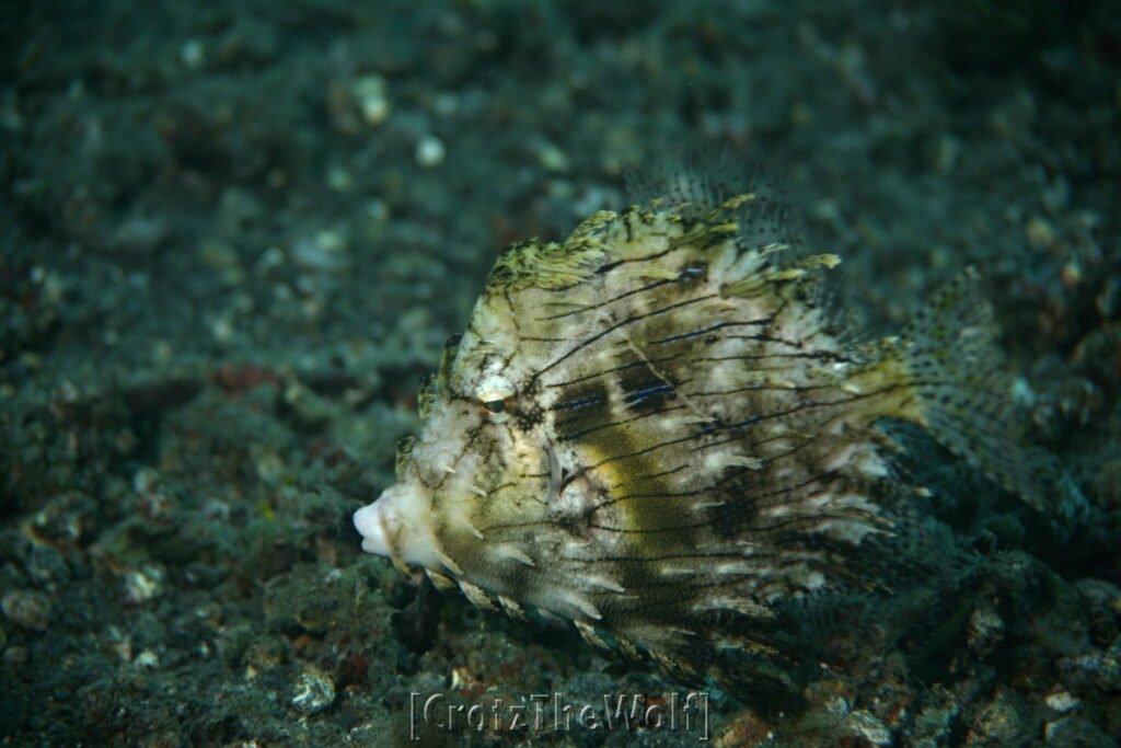 filefish strapweed