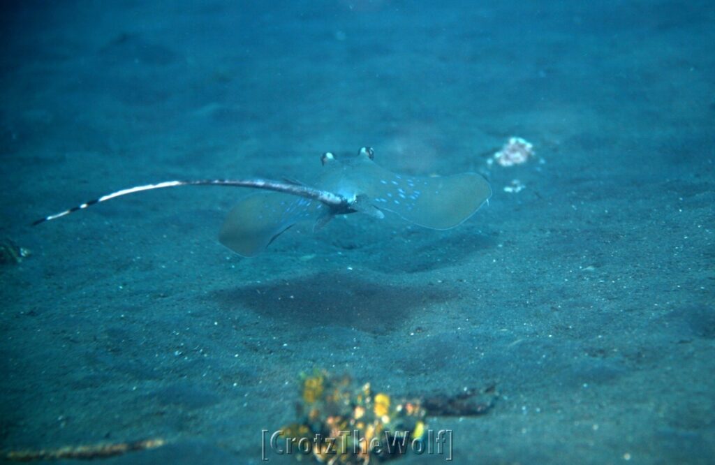 StingRay Blue Spotted Ribbontail