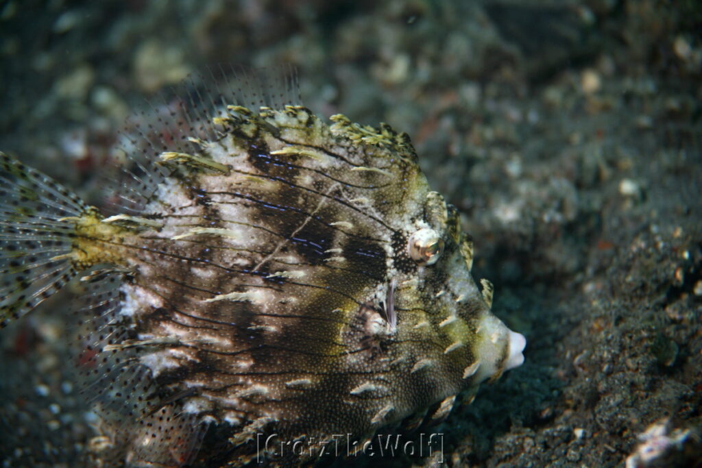 filefish strapweed