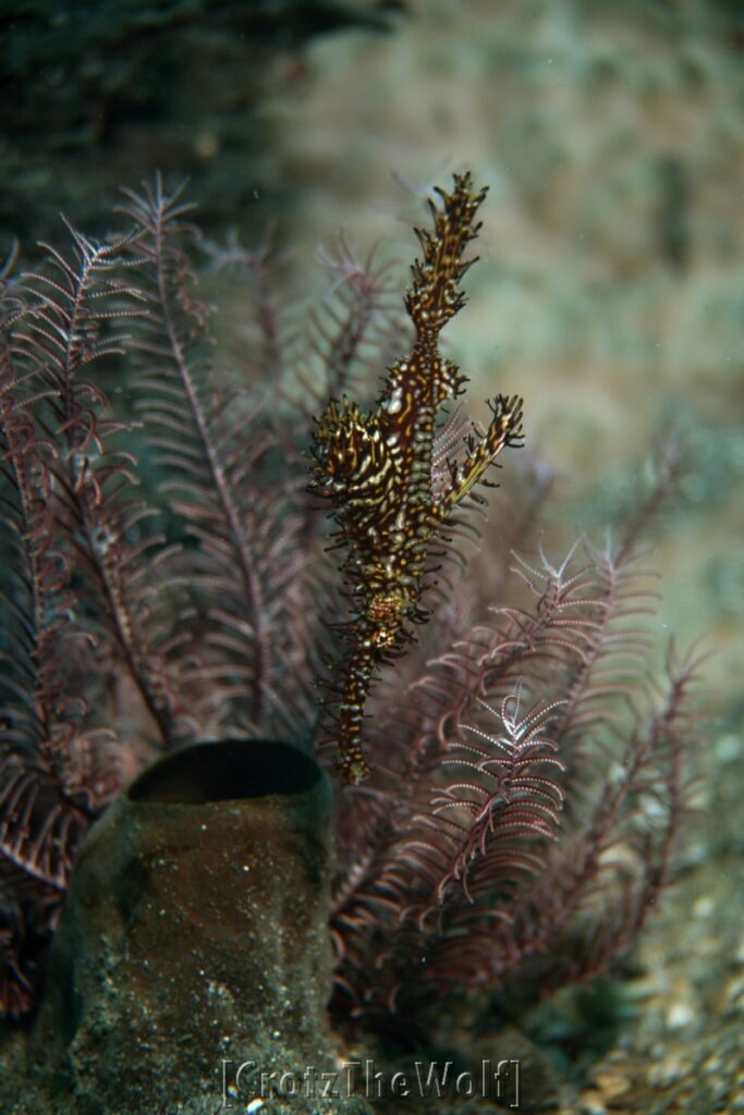 ornate ghost pipefish