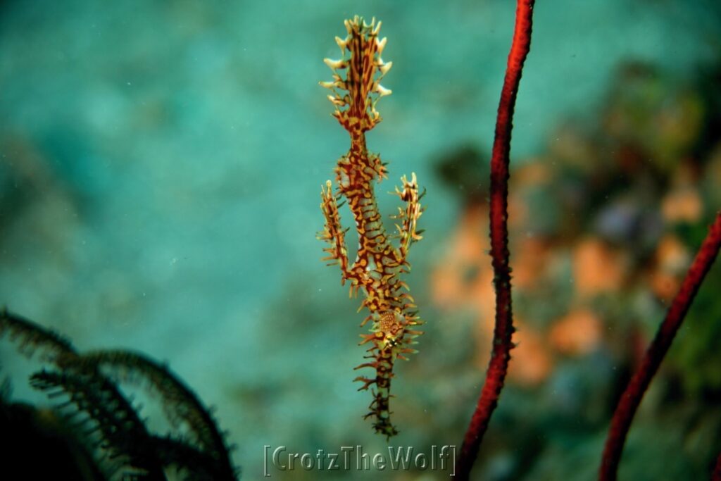 ornate ghost pipefish