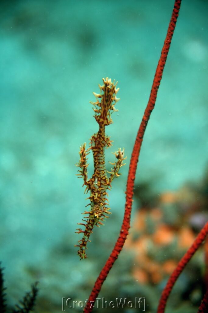 ornate ghost pipefish