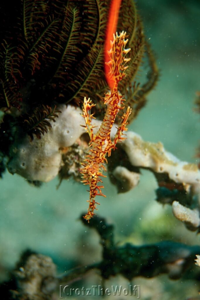 ornate ghost pipefish