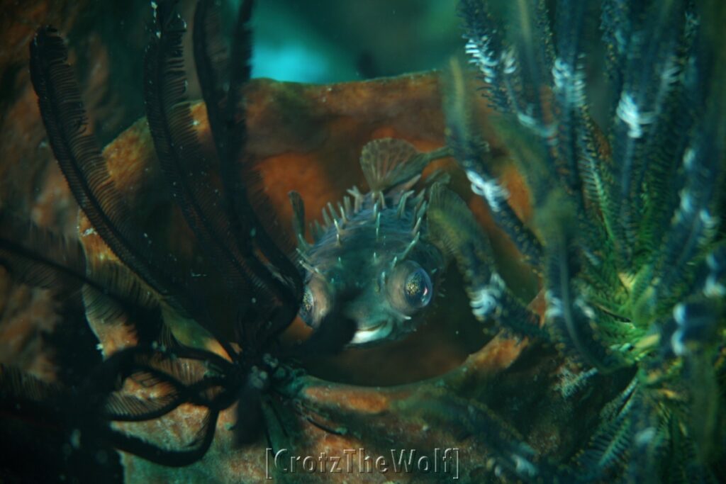 burrfish orbicular